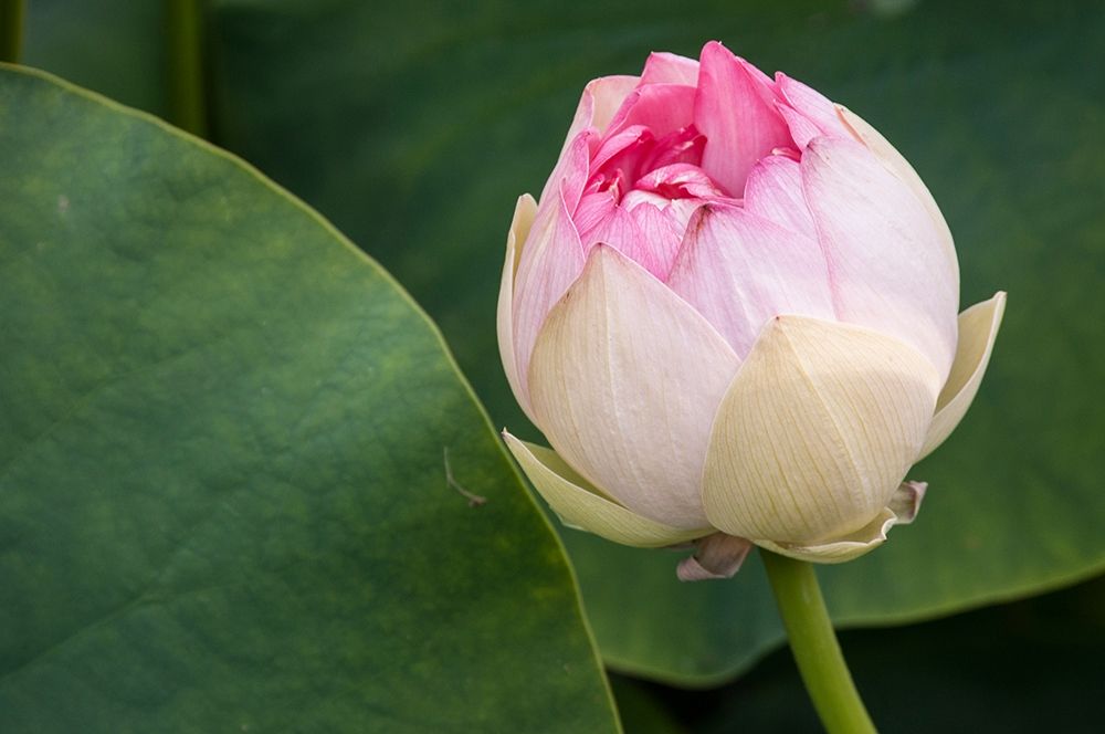 California-Santa Barbara Lotusland garden-Summer Solstice Twilight Reception-lotus flower art print by Alison Jones for $57.95 CAD