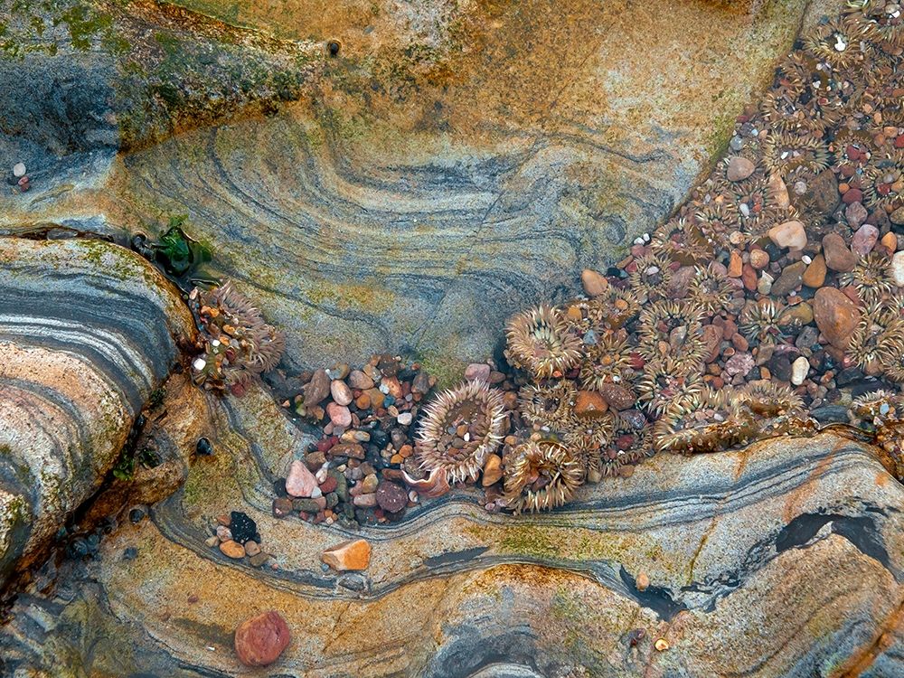 Tidal Pool-Point Lobos-California art print by Anna Miller for $57.95 CAD