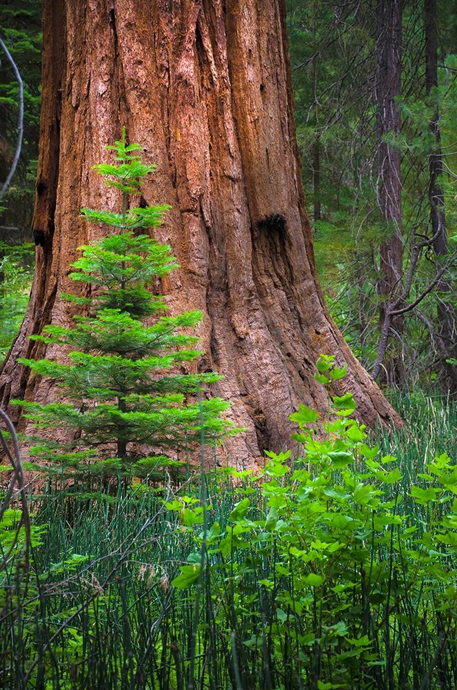 Mariposa Grove-Yosemite-Sierra Mountains-California-USA art print by Anna Miller for $57.95 CAD