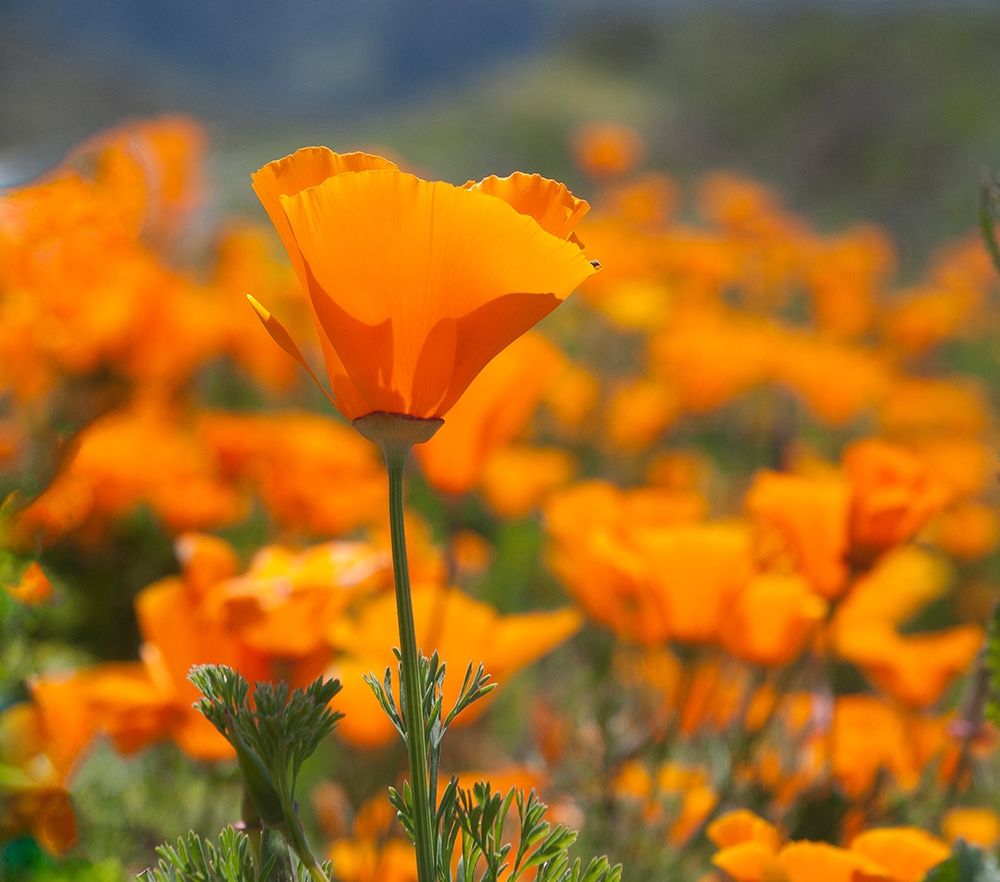 California Poppies-Big Sur-California-USA art print by Anna Miller for $57.95 CAD