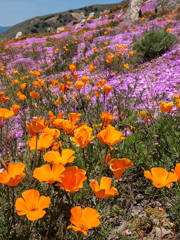 California Poppies-Big Sur-California-USA art print by Anna Miller for $57.95 CAD