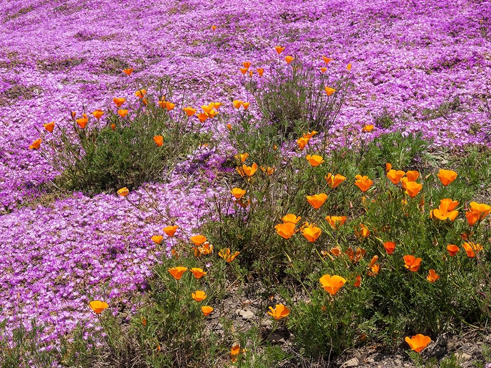 California Poppies-Big Sur-California-USA art print by Anna Miller for $57.95 CAD
