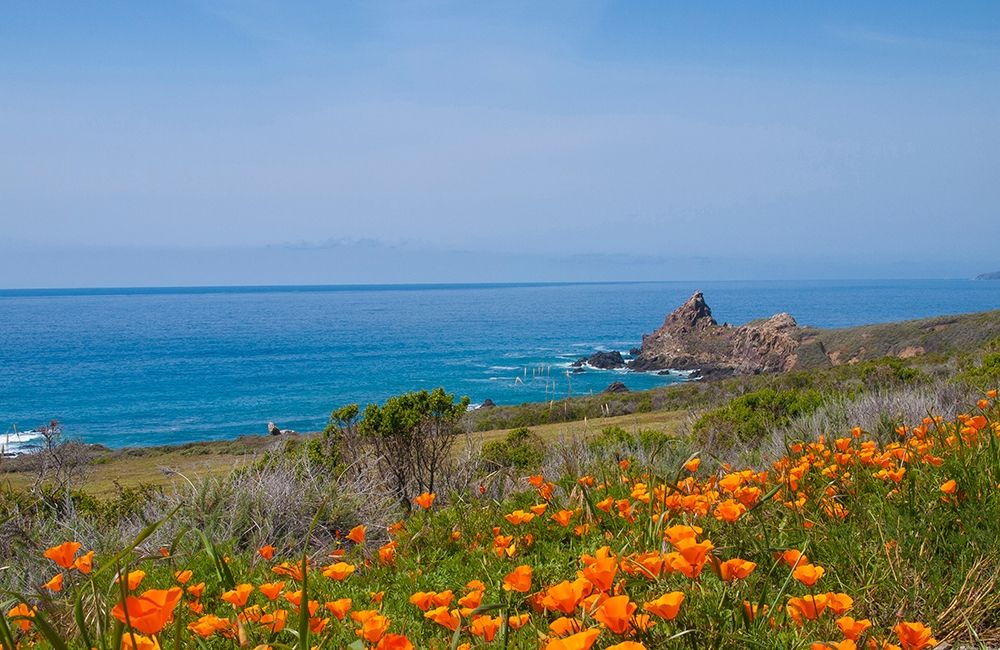 California Poppies-Big Sur-California-USA art print by Anna Miller for $57.95 CAD