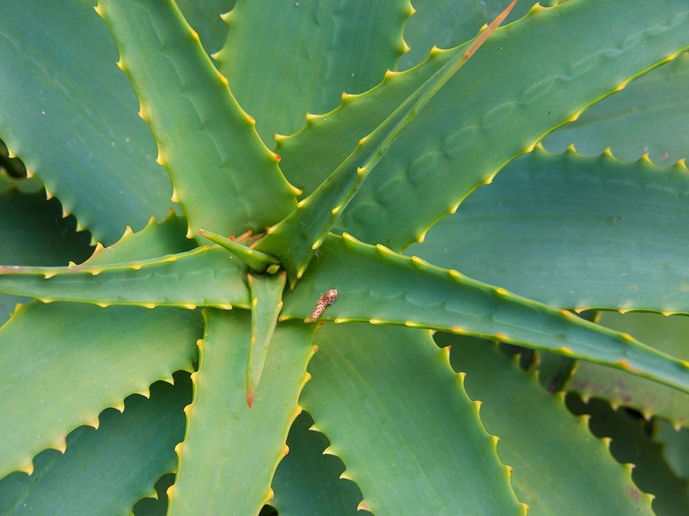 Aloe Plant-Big Sur-California-USA art print by Anna Miller for $57.95 CAD