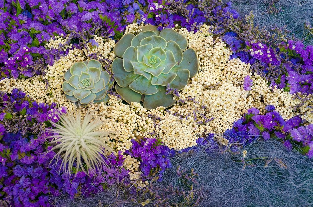 Succulents-Big Sur-California-USA art print by Anna Miller for $57.95 CAD