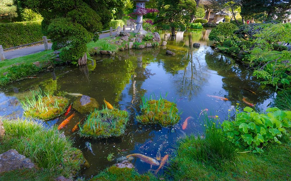 Koi Pond-Japanese Tea Garden-Golden Gate Park-San Francisco-California-USA art print by Anna Miller for $57.95 CAD