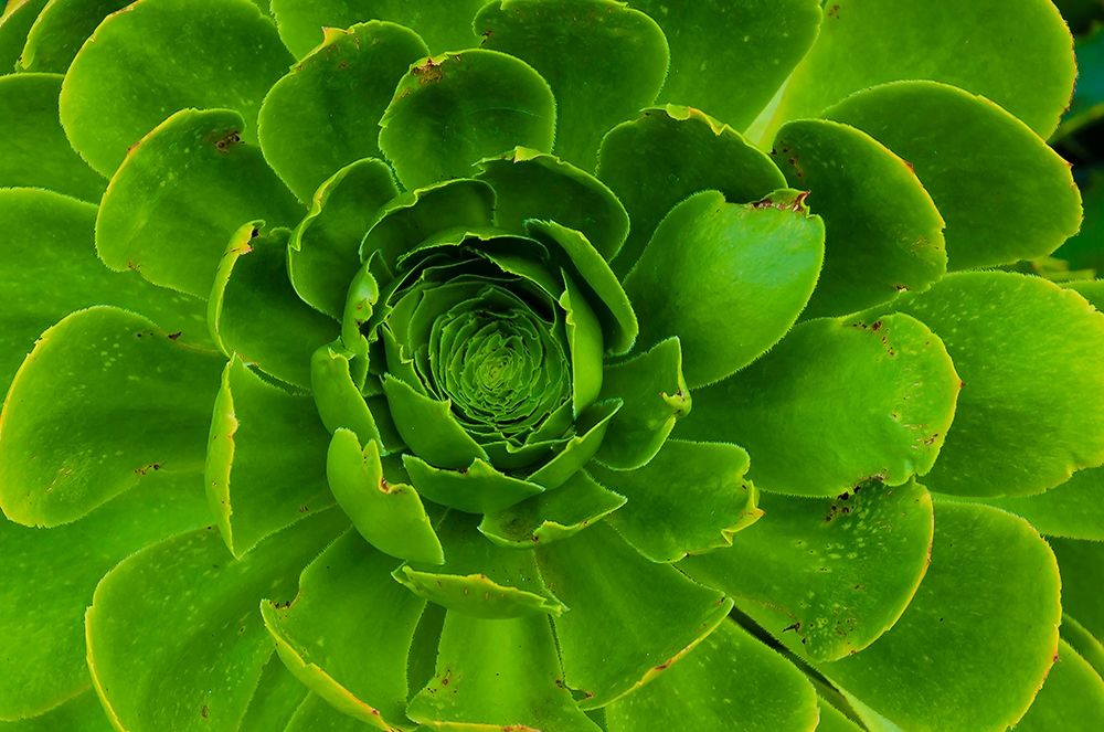 Succulent-Big Sur-California-USA art print by Anna Miller for $57.95 CAD