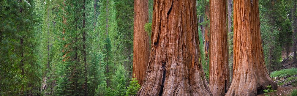Mariposa Grove-Yosemite-Sierra Mountains-California-USA art print by Anna Miller for $57.95 CAD