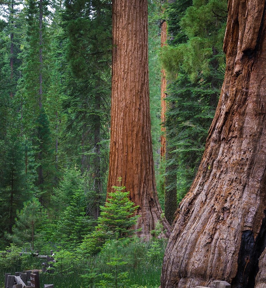 Mariposa Grove-Yosemite-Sierra Mountains-California-USA art print by Anna Miller for $57.95 CAD