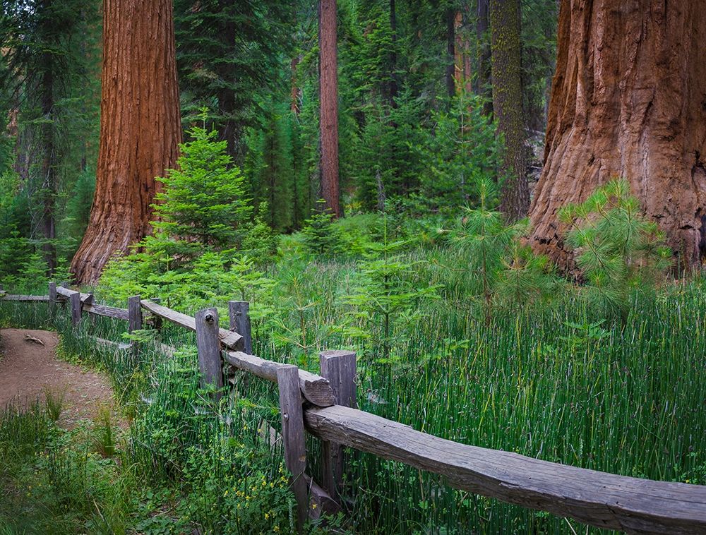 Mariposa Grove-Yosemite-Sierra Mountains-California-USA art print by Anna Miller for $57.95 CAD