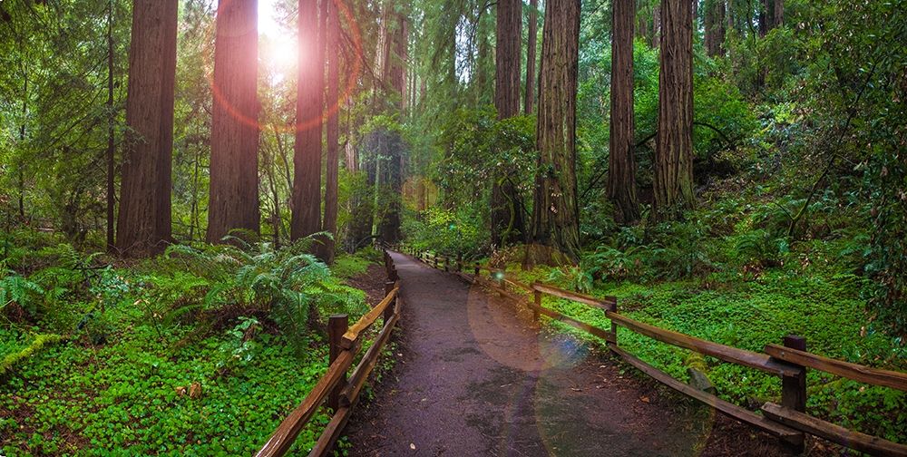 Muir Woods National Monument-Marin County-California-USA art print by Anna Miller for $57.95 CAD