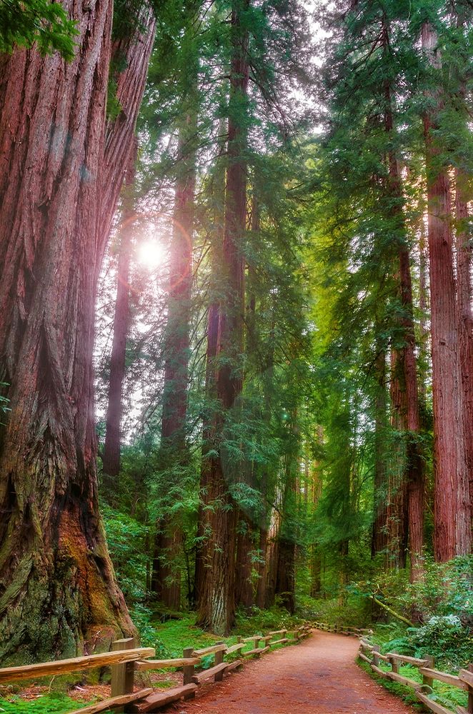 Muir Woods National Monument-Marin County-California-USA art print by Anna Miller for $57.95 CAD