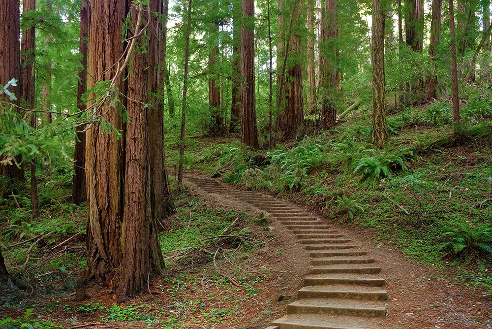 Muir Woods National Monument-Marin County-California-USA art print by Anna Miller for $57.95 CAD