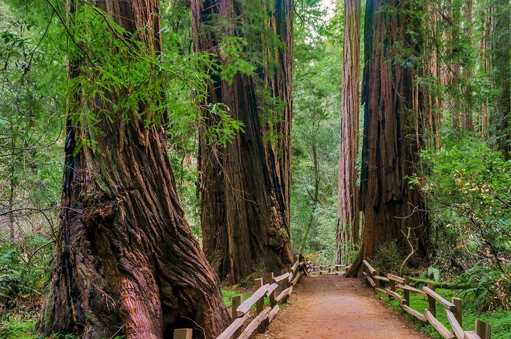 Muir Woods National Monument-Marin County-California-USA art print by Anna Miller for $57.95 CAD