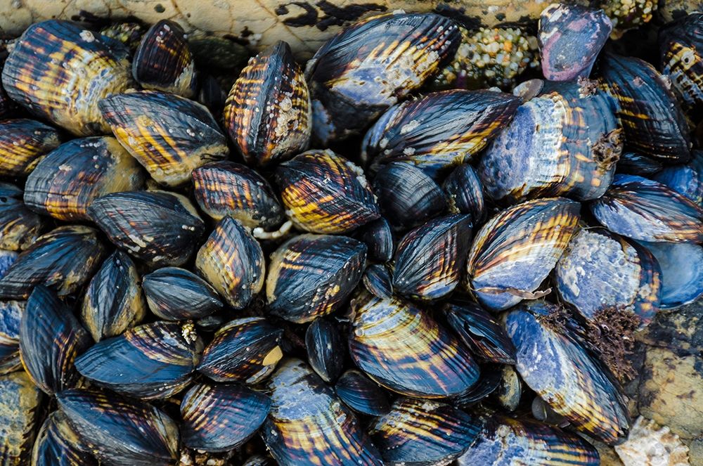 Mussel Colonies in Fitzgerald Marine Reserve-California-USA art print by Anna Miller for $57.95 CAD