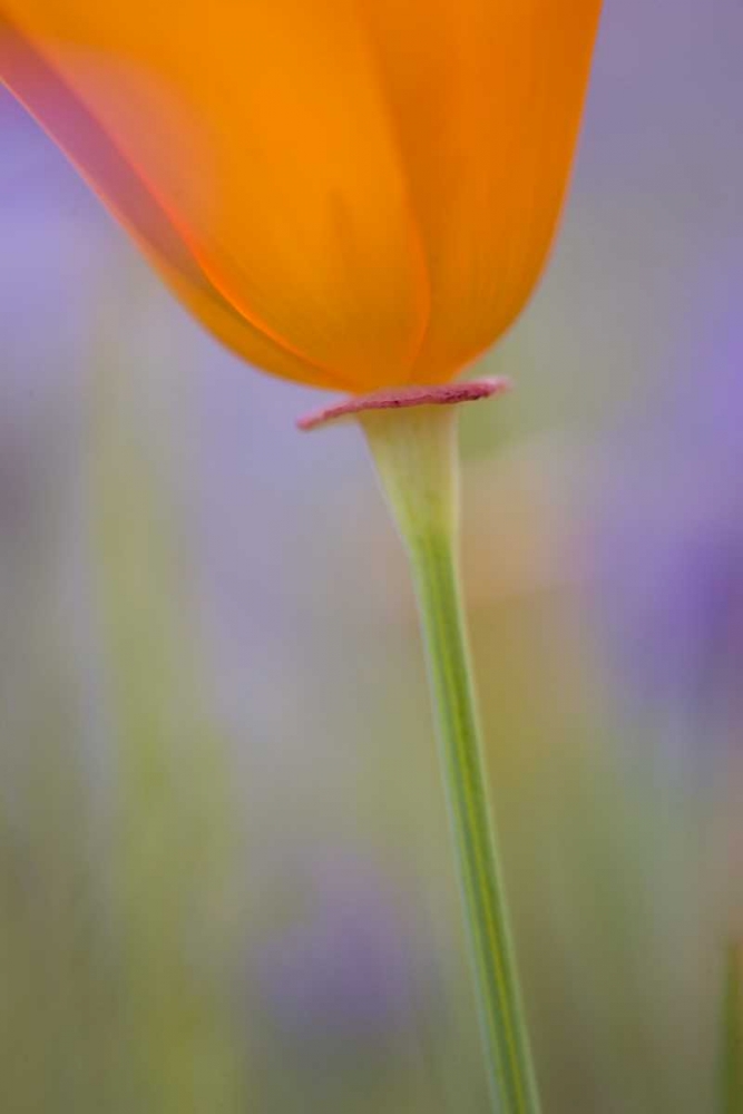 California, Antelope Valley, Poppy flower art print by Ellen Anon for $57.95 CAD