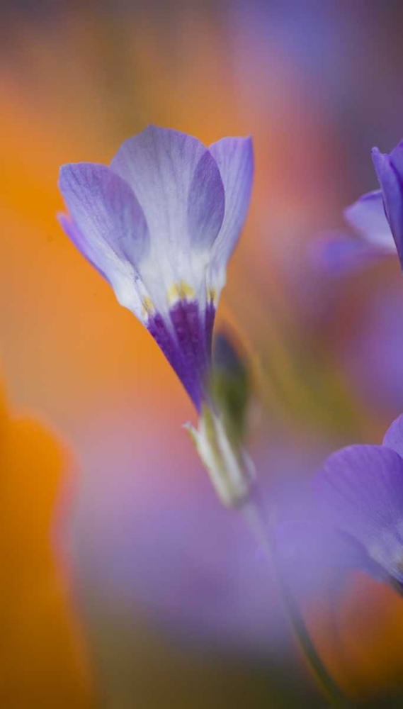 California, Antelope Valley, Gilia flower art print by Ellen Anon for $57.95 CAD