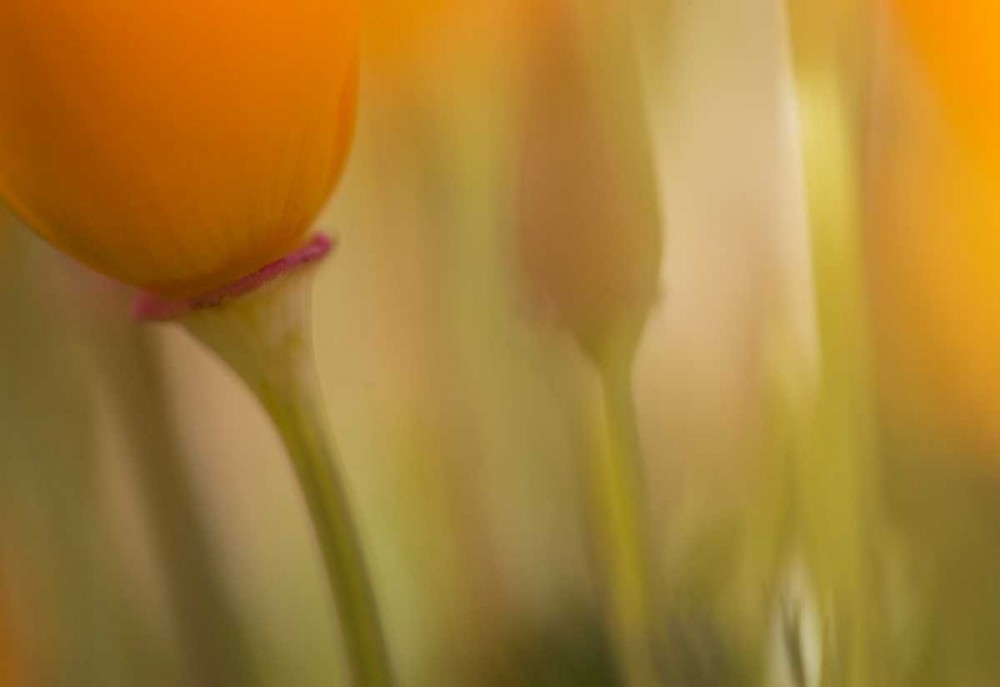 California, Antelope Valley, Abstract of poppies art print by Ellen Anon for $57.95 CAD