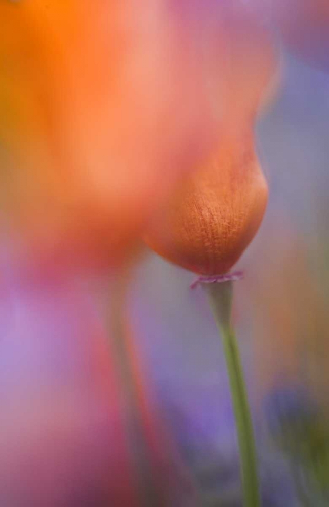CA, Antelope Valley, Abstract of wild poppies art print by Ellen Anon for $57.95 CAD
