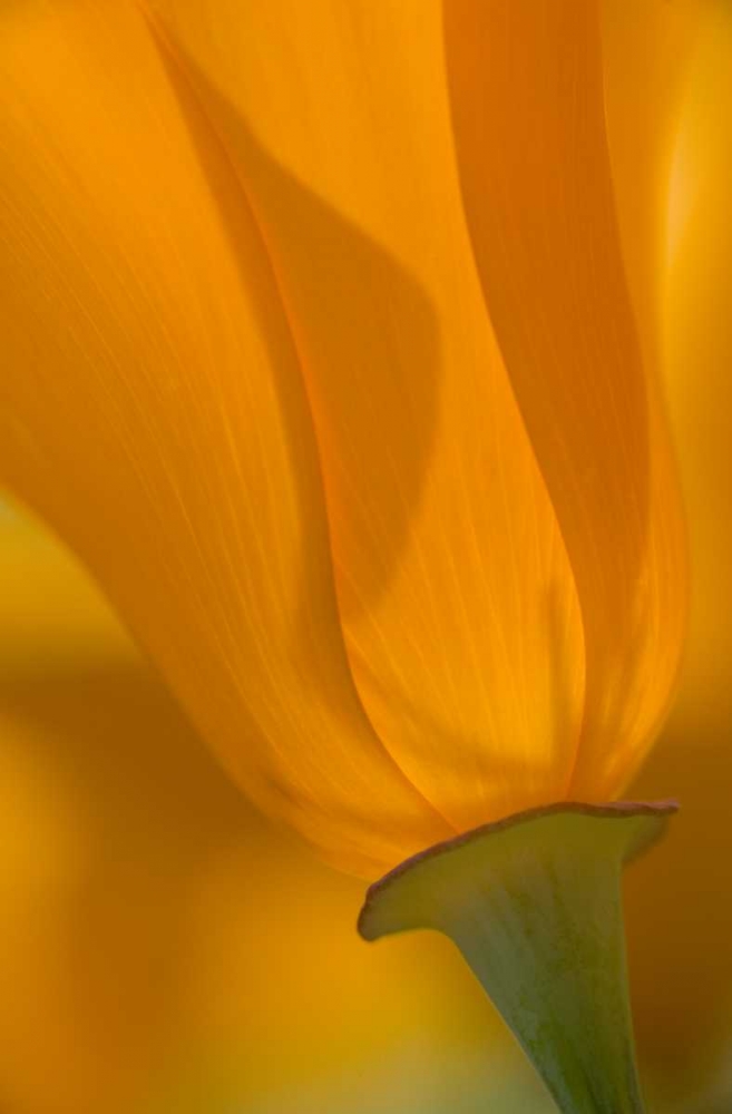 California, Antelope Valley, Backlit poppy art print by Ellen Anon for $57.95 CAD