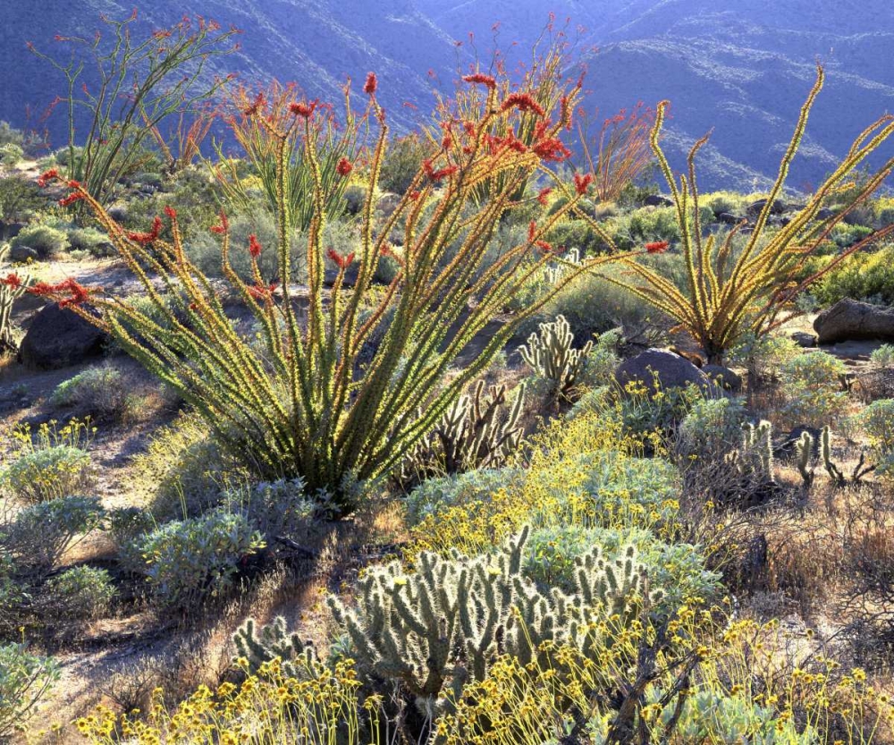 CA, Anza-Borrego Ocotillo cactus and brittlebush art print by Christopher Talbot Frank for $57.95 CAD