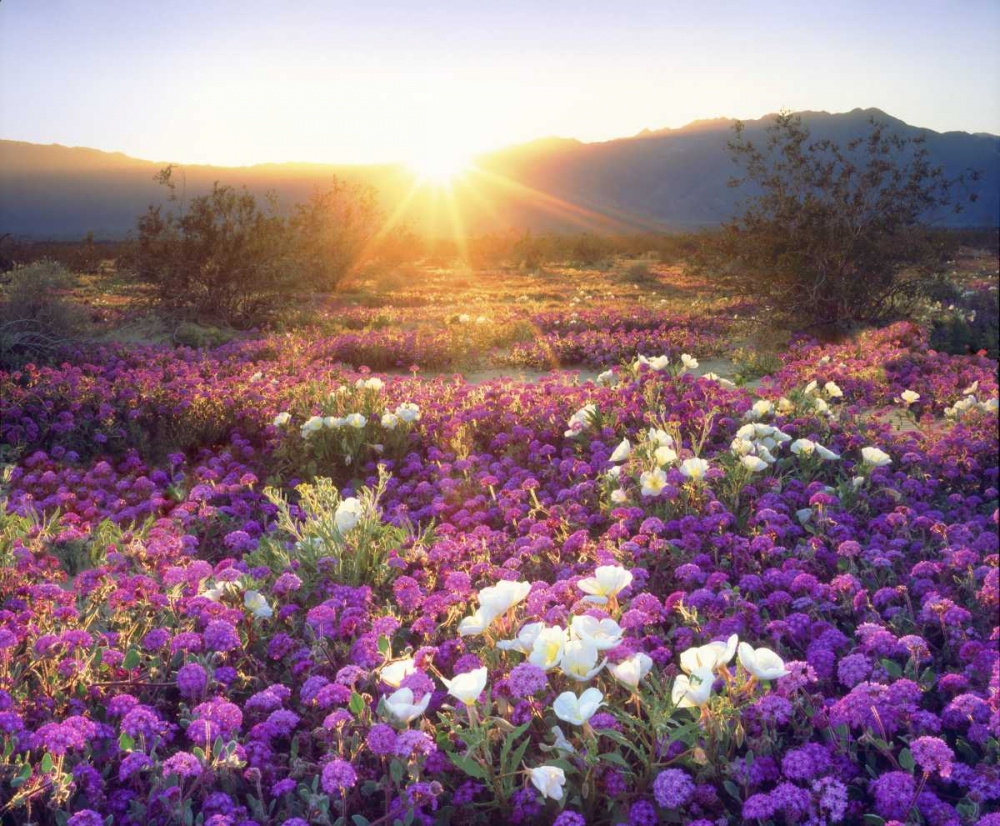 CA, Anza-Borrego Desert wildflowers at sunset art print by Christopher Talbot Frank for $57.95 CAD