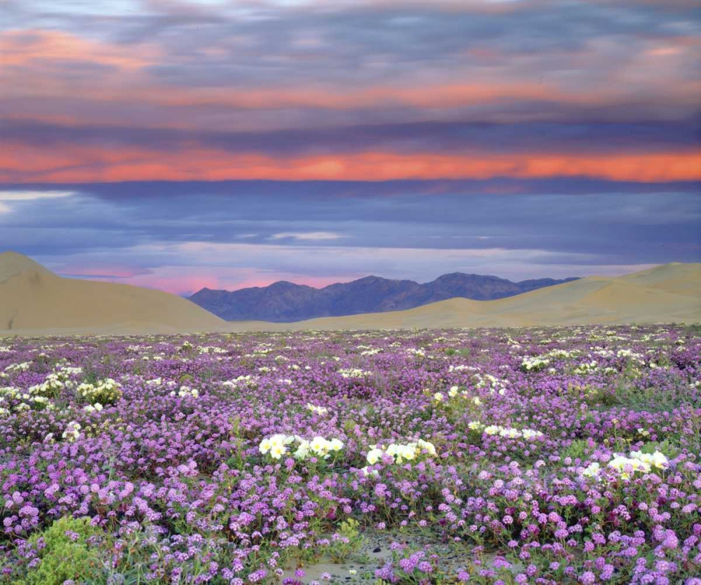 CA, Anza-Borrego Desert wildflowers at sunset art print by Christopher Talbot Frank for $57.95 CAD