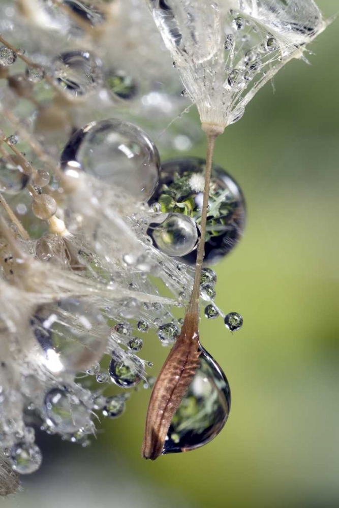 CA, San Diego, Water droplets on a dandelion seed art print by Christopher Talbot Frank for $57.95 CAD