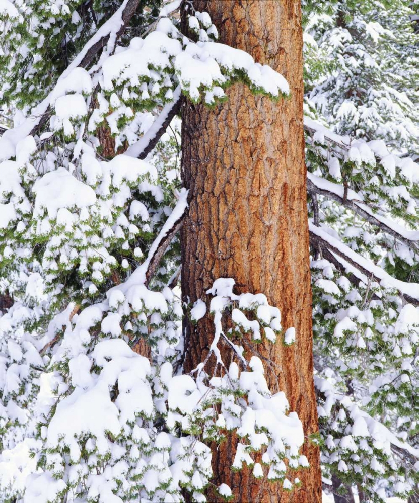 CA, Sierra Nevada Fresh snow on red fir trees art print by Christopher Talbot Frank for $57.95 CAD