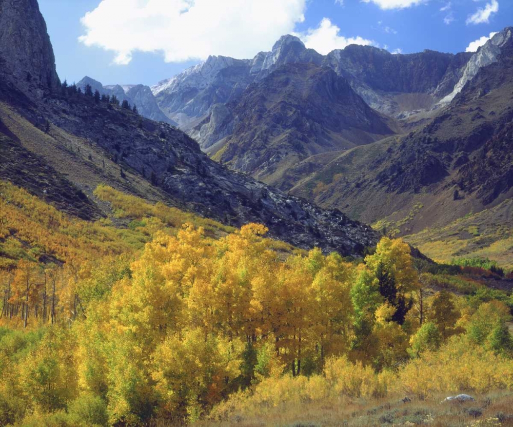 CA, Sierra Nevada Aspen trees in autumn art print by Christopher Talbot Frank for $57.95 CAD