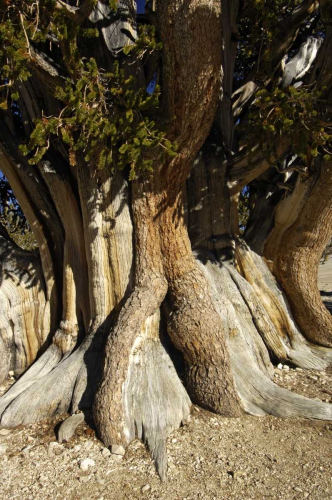 CA, White Mts, The Patriarch bristlecone pine art print by Dennis Kirkland for $57.95 CAD