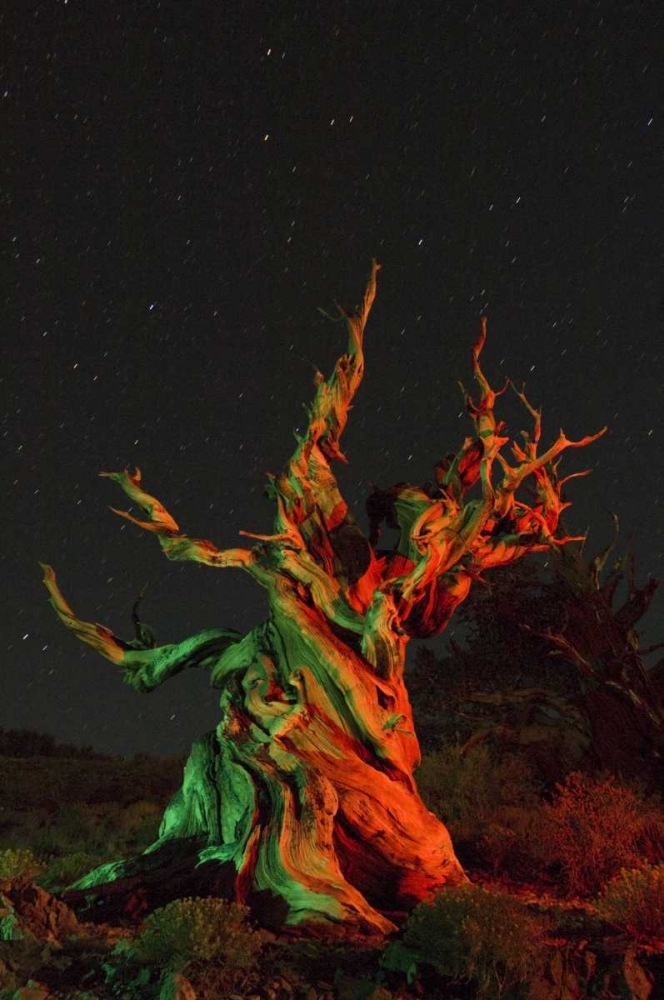 CA, White Mts, Bristlecone pine tree at night art print by Dennis Kirkland for $57.95 CAD
