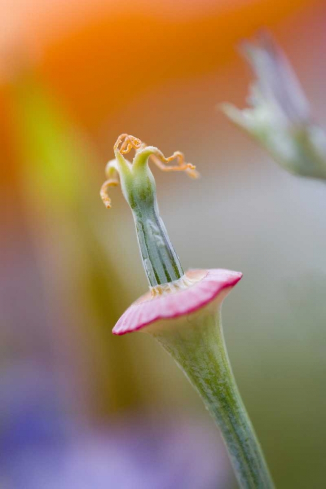 California, Poppy flower without petals art print by Ellen Anon for $57.95 CAD