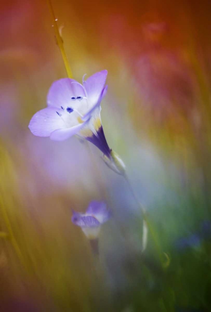 California, Abstract of gilia amidst flowers art print by Ellen Anon for $57.95 CAD