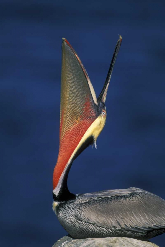 CA, La Jolla Brown pelican doing a head throw art print by Arthur Morris for $57.95 CAD