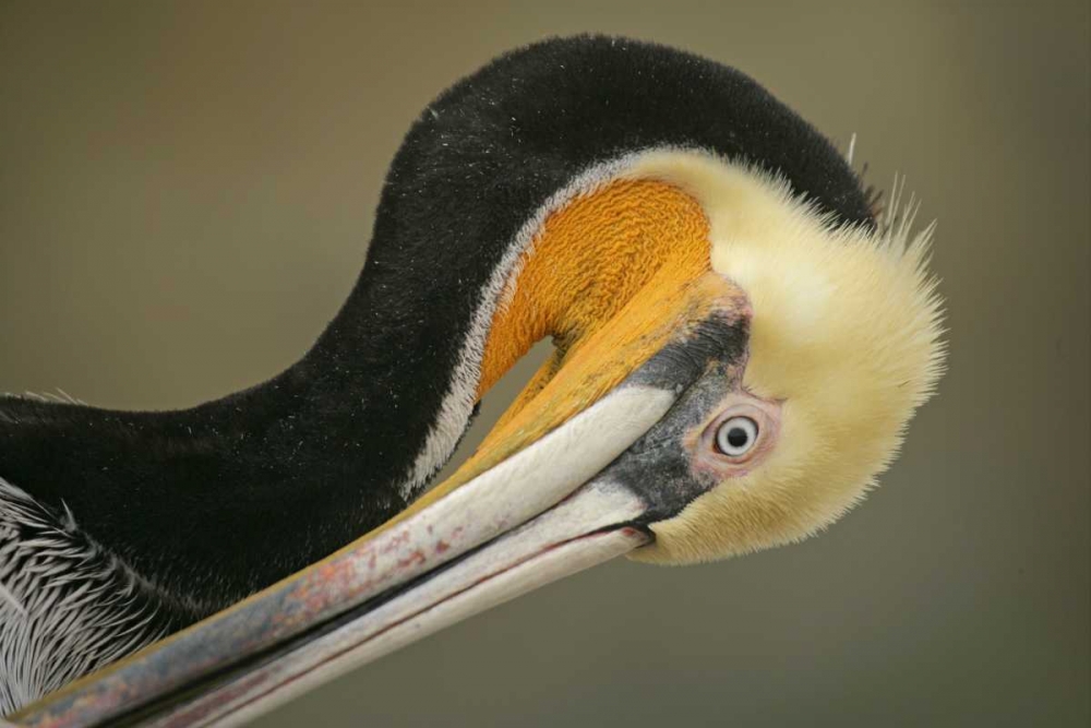California, La Jolla Brown pelican preening art print by Arthur Morris for $57.95 CAD