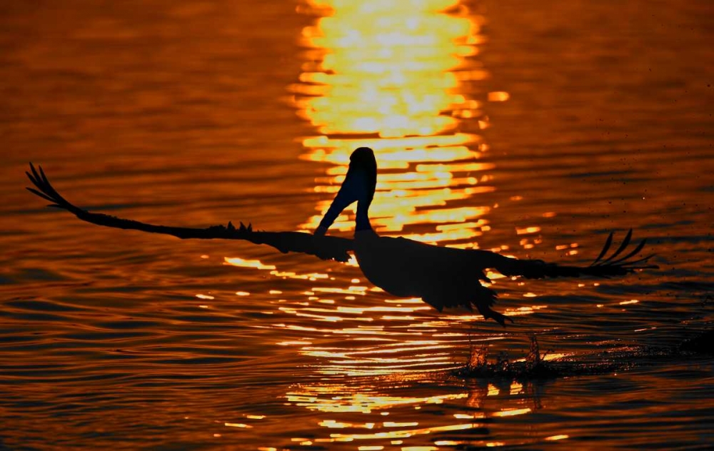 CA, Bolsa Chica Lagoon Brown pelican takes off art print by Arthur Morris for $57.95 CAD