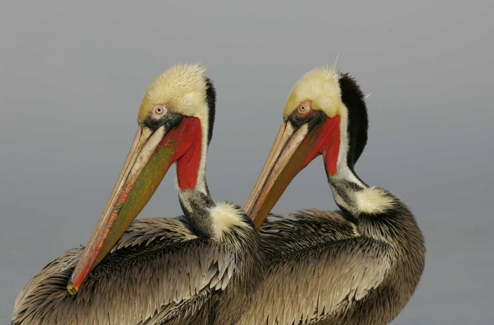 CA, La Jolla Brown pelicans preening in rhythm art print by Arthur Morris for $57.95 CAD