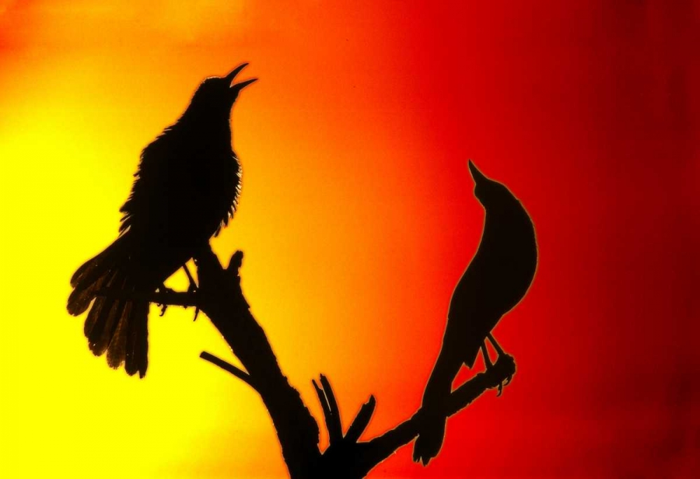 CA, Salton Sea NWR Great-tailed grackles art print by Arthur Morris for $57.95 CAD