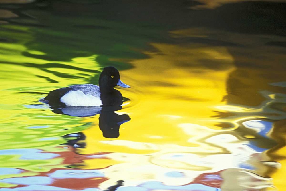 CA, Coronado Lesser scaup in water reflections art print by Arthur Morris for $57.95 CAD
