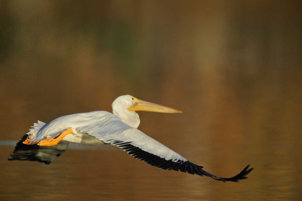 CA, Santee Lakes Park White pelican in flight art print by Arthur Morris for $57.95 CAD