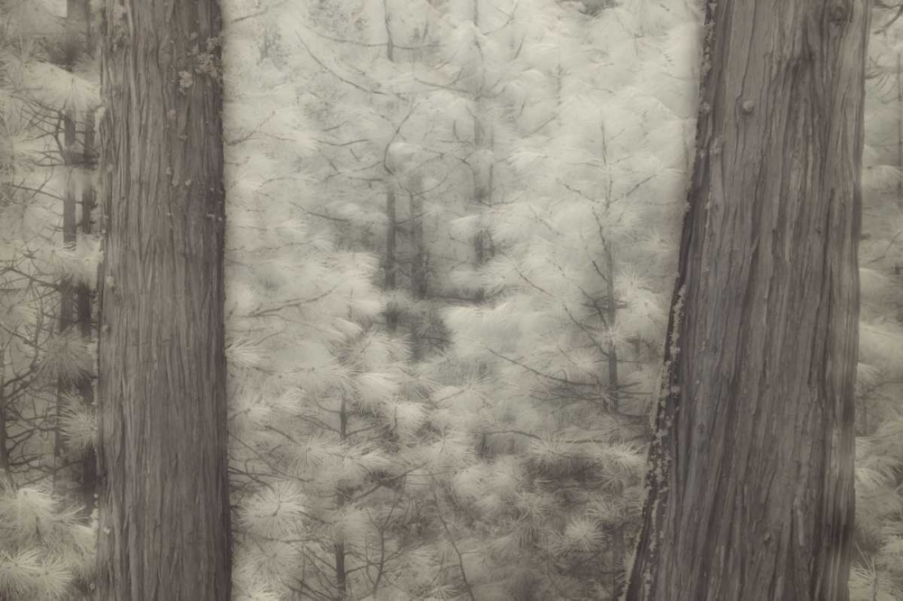 CA, Yosemite Pine trees in a snowstorm art print by Josh Anon for $57.95 CAD