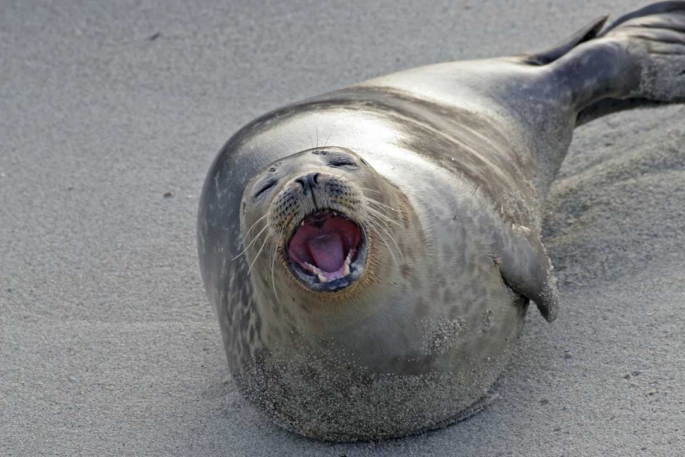 CA, San Diego Co Harbor seal yawning on beach art print by Cathy and Gordon Illg for $57.95 CAD