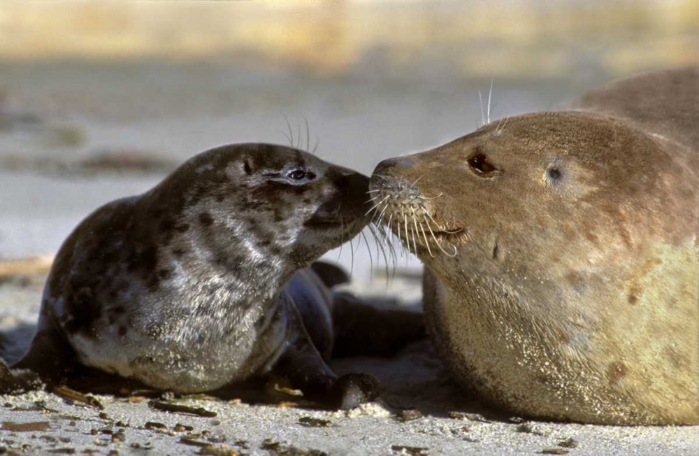 CA, La Jolla Wild harbor seal mother and pup art print by Dave Welling for $57.95 CAD
