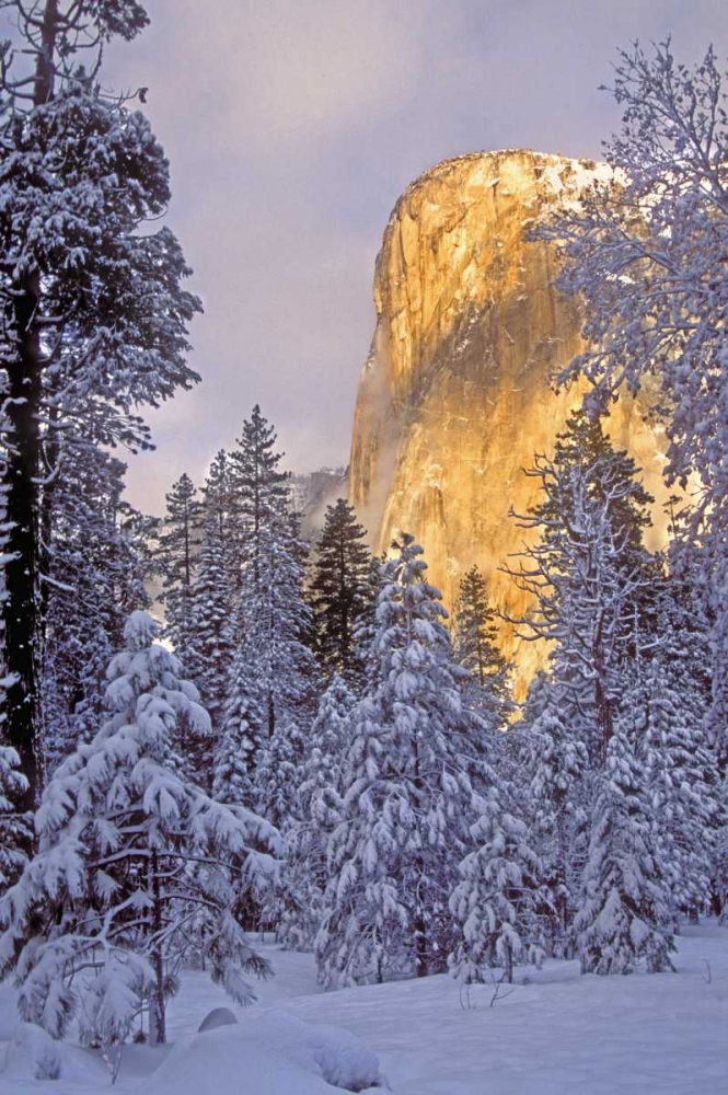 California, Yosemite El Capitan lit by sunlight art print by Dave Welling for $57.95 CAD