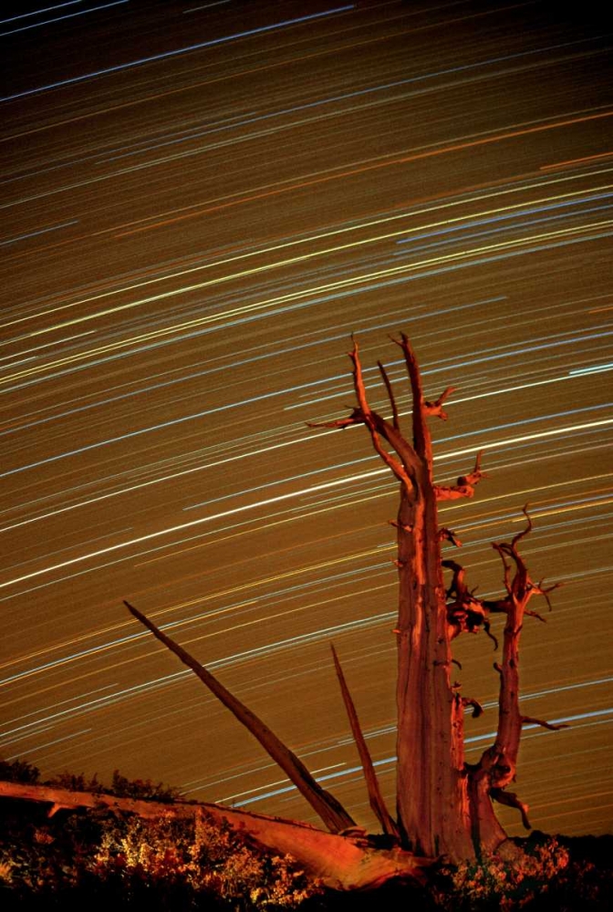 CA, Inyo NF, White Mts Star trails over pine art print by Dave Welling for $57.95 CAD