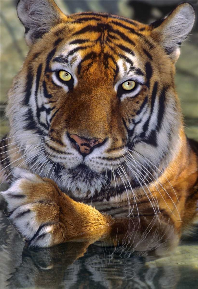 CA, Los Angeles Co, Bengal tiger in water art print by Dave Welling for $57.95 CAD