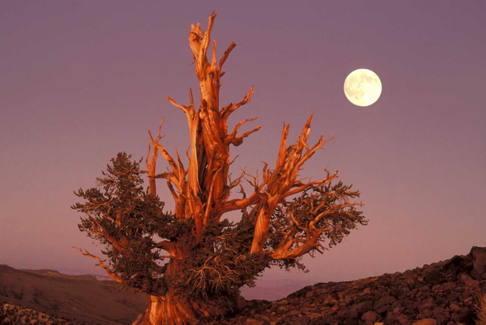 CA, Inyo NF, Full moon rising in Pine Forest art print by Dave Welling for $57.95 CAD
