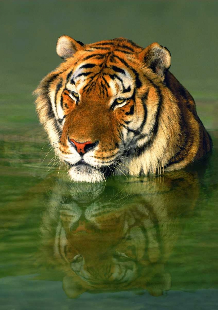 CA, Los Angeles Co, Bengal tiger in water art print by Dave Welling for $57.95 CAD