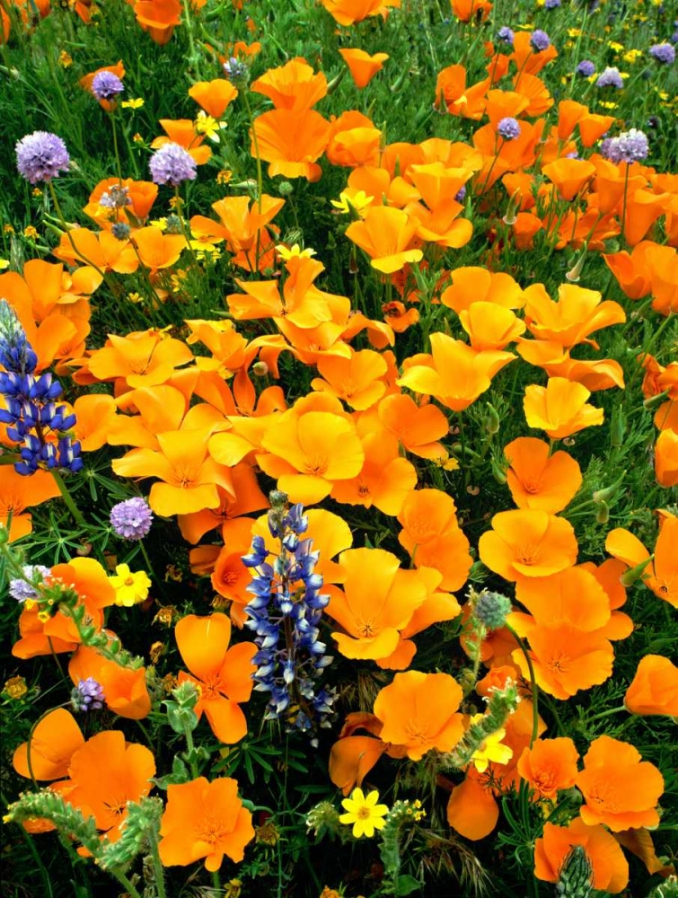 CA, Gorman Field of poppies and Lupines art print by Dave Welling for $57.95 CAD